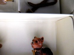 new york yorkie dog